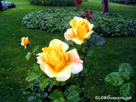 Postcard yellow Rose