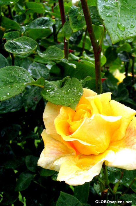 Postcard yellow Rose2