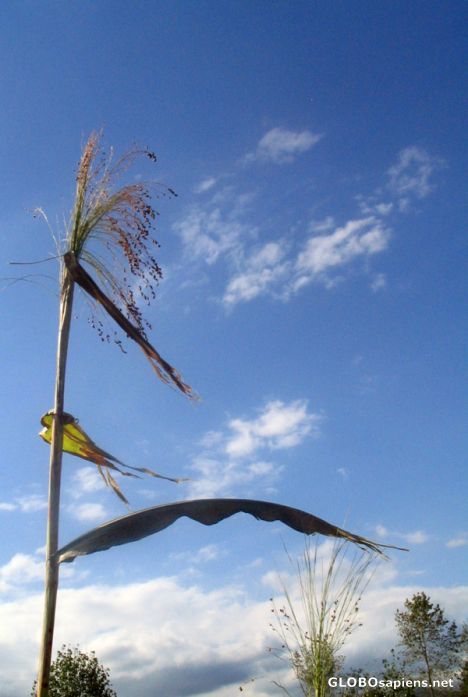 Postcard wheat in the wind