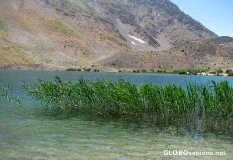 Postcard reed-bed in gahar lake