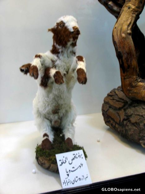 Postcard a sheep with 6 hands and legs,neyshabur