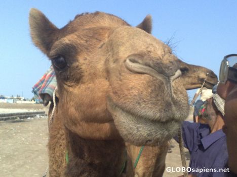 Postcard Lips of Camel