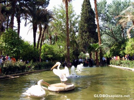 Postcard pelicans, golshan garden,Tabas,Iran