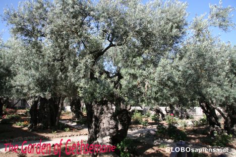 Postcard Garden of Gethsemane