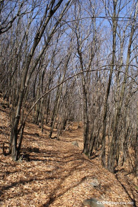 Postcard Oira - Hiking trail through a chestnut forest