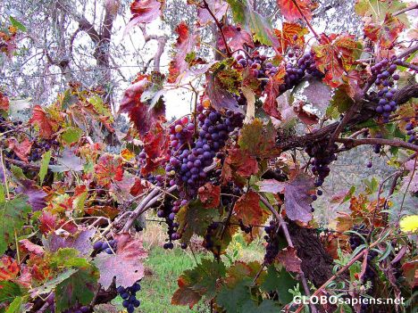 Postcard Grape harvest