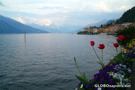 Postcard Bellagio (IT) - tulips, lake, snowcaps.