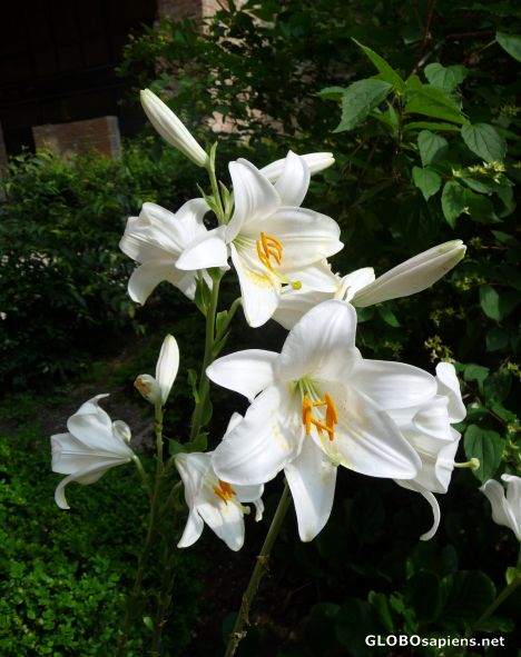 Postcard White lilies
