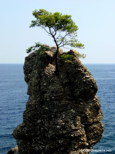 Postcard Rock Tree