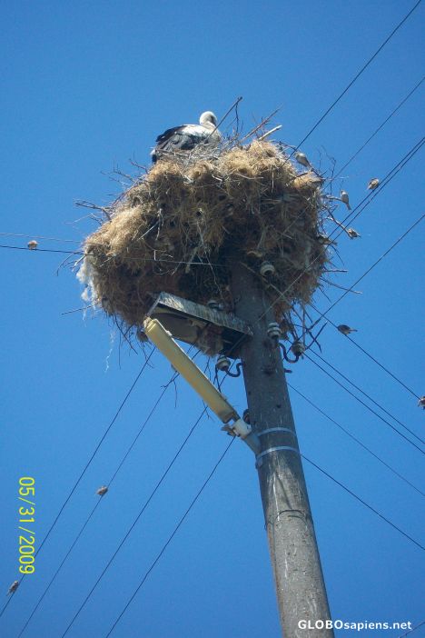 Postcard Stokes nesting in Dobrinovo, Bulgaria
