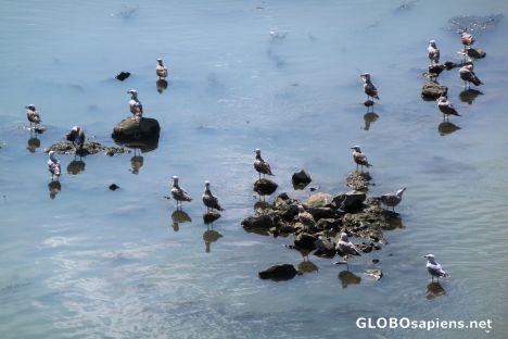 Postcard Tiber gulls
