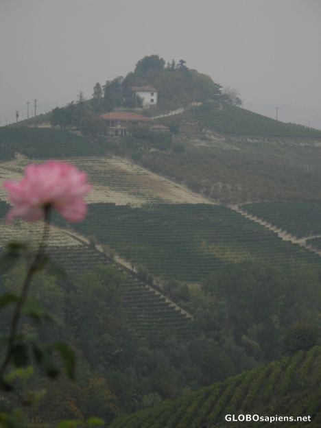 Postcard Piemont Vineyards in the fog