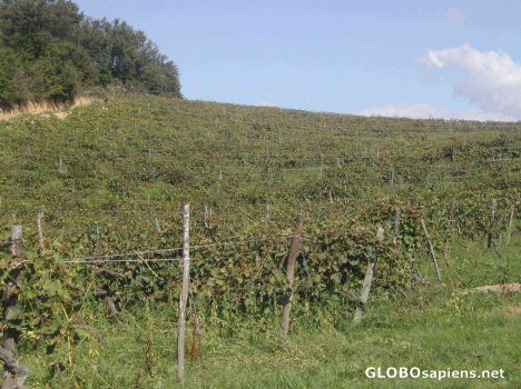 Postcard Vineyards in Tuscany