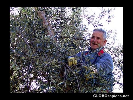 Postcard Farming Olives
