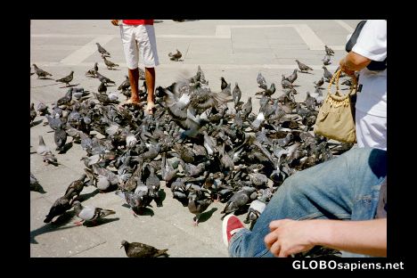 Postcard Venetian Pigeons!