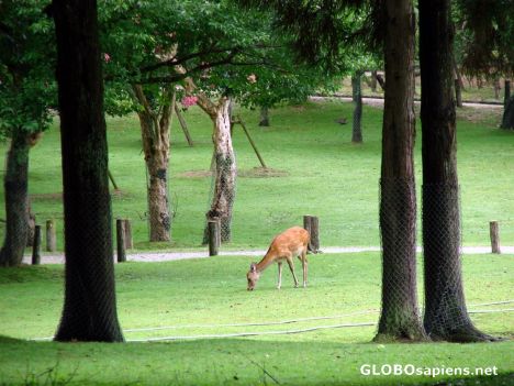 Postcard Deers in Nara Park