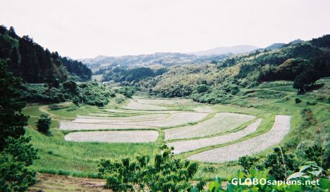 Postcard Terraced farming near Kimitsu, Japan
