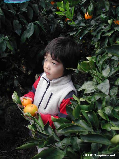 Postcard Japanese child orange-picking