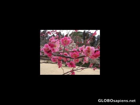 Postcard Plum blossoms at Mito's famous Kairakuen park