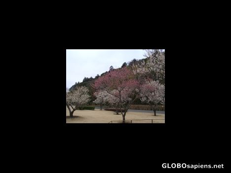 Postcard Plum blossom trees at Mito's famous Kairakuen park