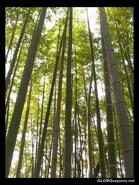 Postcard Bamboo forest
