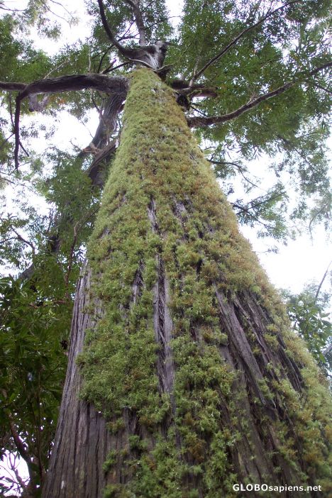 Postcard eucalyptus tree with moss