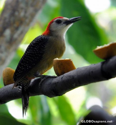 Postcard Woodpecker