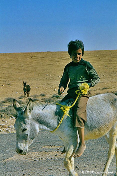 Postcard Jordan Beduin Boy on donkey