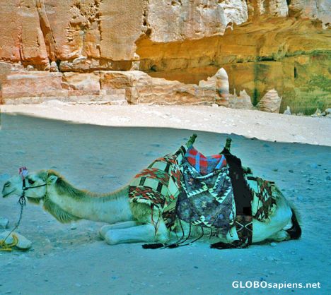 Postcard Petra's camel finds the shade