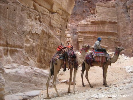 Postcard Camels in Petra