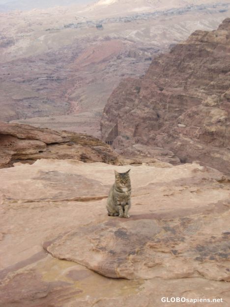 Postcard Cat in Petra