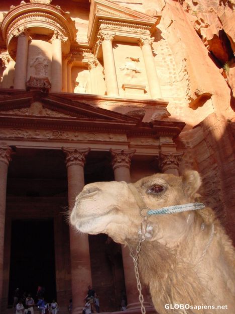 Postcard Camel in front of the Treasury.