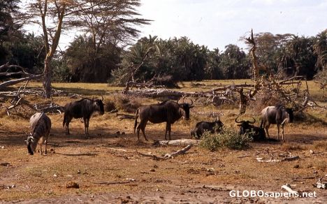 Postcard Wildebeests (Gnus)