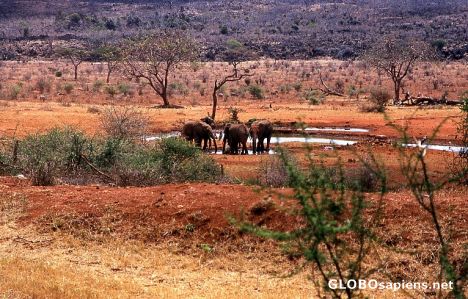 Postcard Elephants nearby Kilaguni Lodge