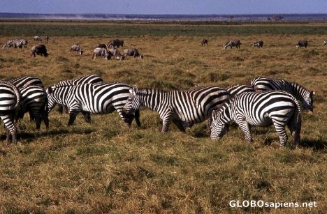 Postcard Zebras in Tsavo