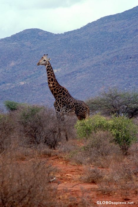 Postcard Net giraffe