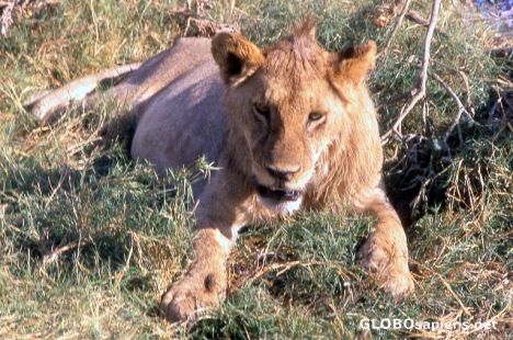Postcard Lion in Amboseli