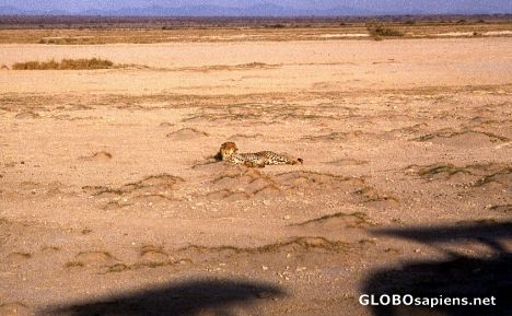 Postcard Cheetah in Amboseli