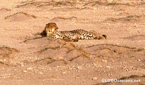 Postcard Cheetah - near