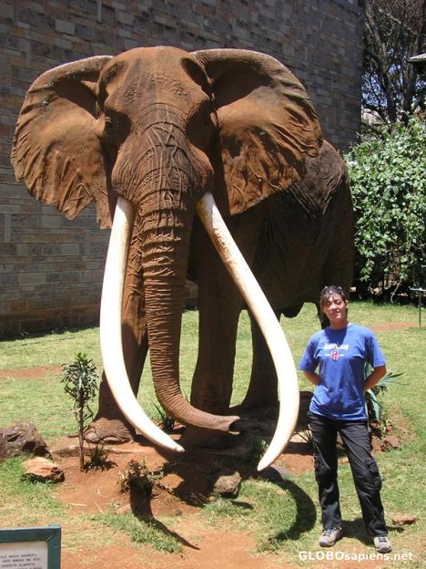 Postcard Ahmed, the most famous kenyan elephant.