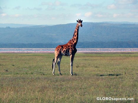 Postcard Giraffe from Nakuru.