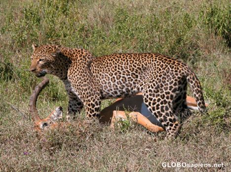 Postcard Leopard hunting.