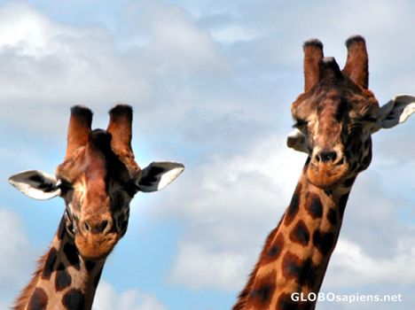 Postcard Wonderful giraffes.