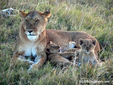 Postcard Lioness and cubs.