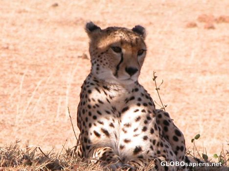 Postcard Cheetah in Masai Mara.