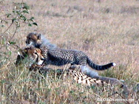 Postcard Cheetah and a Cub.