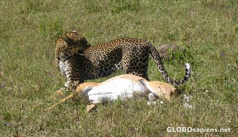 Postcard Leopard hunting.
