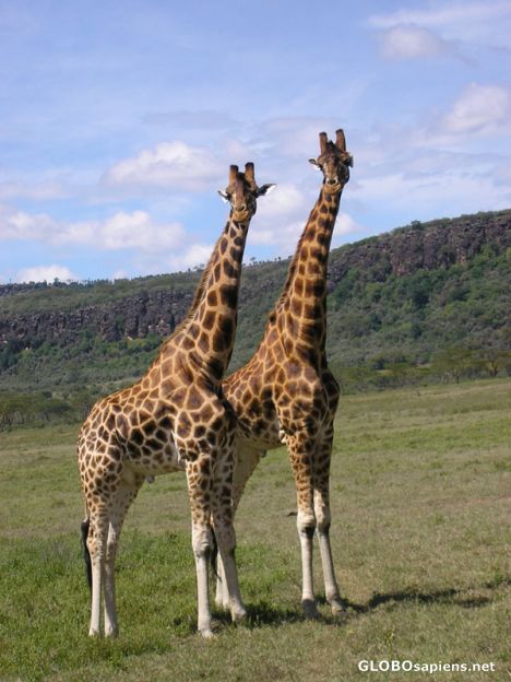 Postcard Nakuru Giraffes.