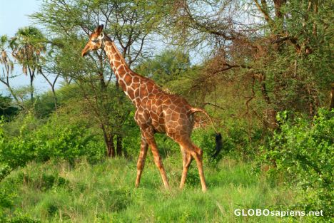 Postcard Meru National Park - giraffe