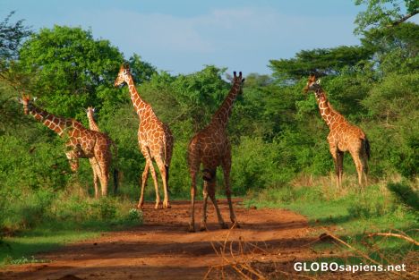 Postcard Meru National Park - giraffe family